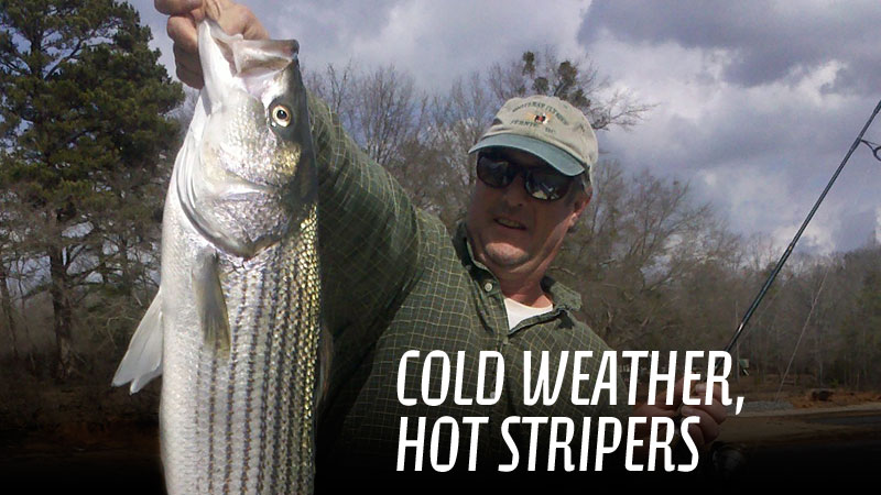 If you’re looking for the best way to hook monster striped bass from Lake Hartwell this winter, one of the best ways is to forget live bait and use artificial lures.