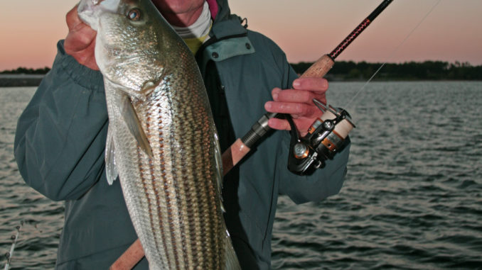 December migration putting plenty of stripers in upper end of Lake Murray