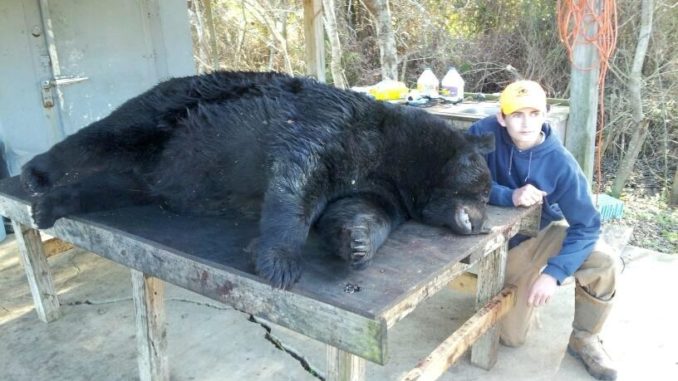 p1419022757 1 Wilmington teen kills 784-pound bear, second-largest ever in North Carolina