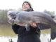 catfish