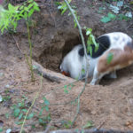 A hound puts in a little extra effort digging into a den after a fox led dogs there to end a long chase.