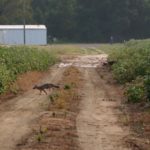 Fox hunters love the opportunity to listen to their hounds in full cry on the trail of an animal, and if they get to see the fox cross a road or trail a couple of times, it’s a successful run.