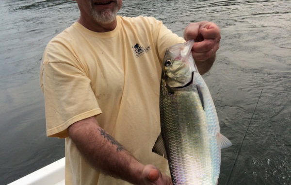 Try a tandem rig for shad at the Cooper River tailrace