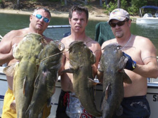 catfish