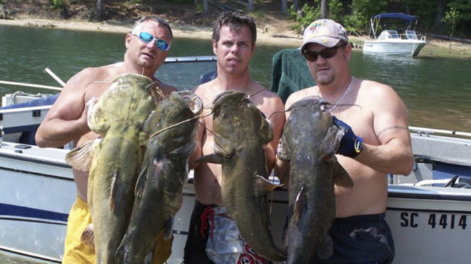 catfish