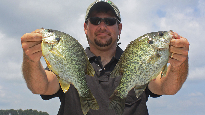 bream