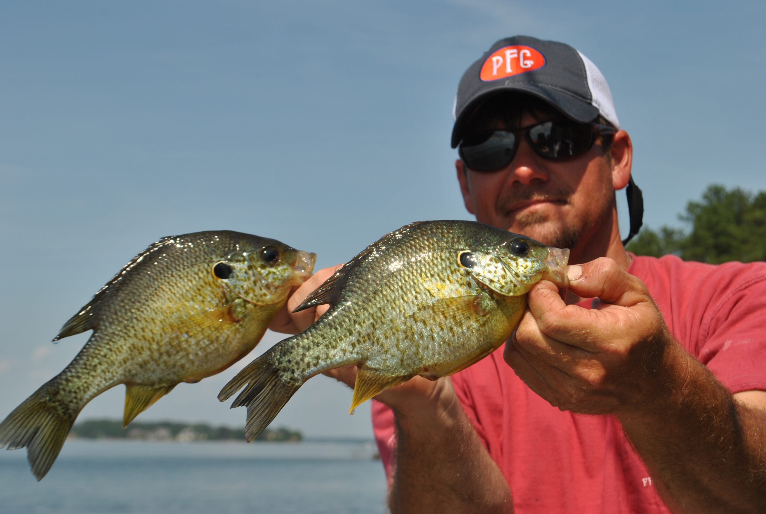 Lake Murray shellcrackers still in postspawn for a few more days