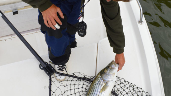 Lake Hickory provides North Carolina anglers with a trophy striped bass  fishery