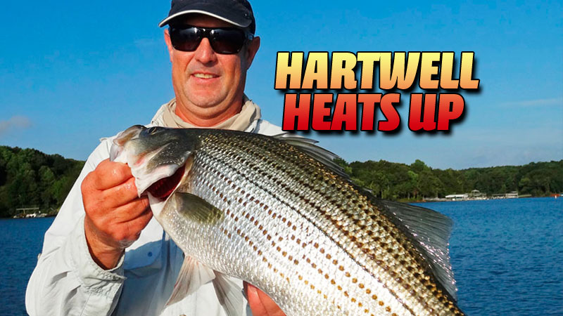 Greet a sunrise on the lower end of Lake Hartwell this month armed with blueback herring and a good graph, and odds are, the hot fishing will rival the heat.