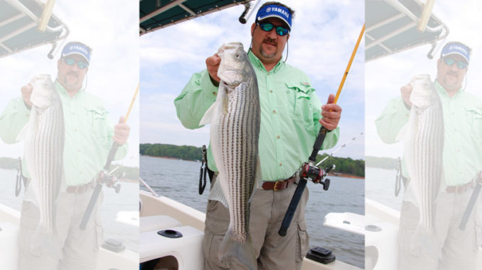 Hartwell stripers