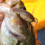A small, square-lipped crankbait is a great choice for bass fishermen on Lake Tillery in October.