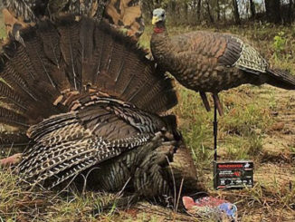 turkeys