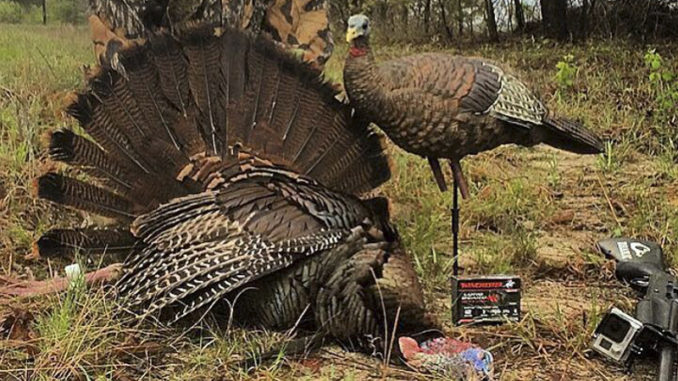 turkeys