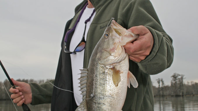 Shiners are great baits for fall bass on Lake Marion