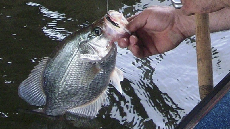 crappie