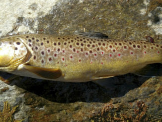 trout