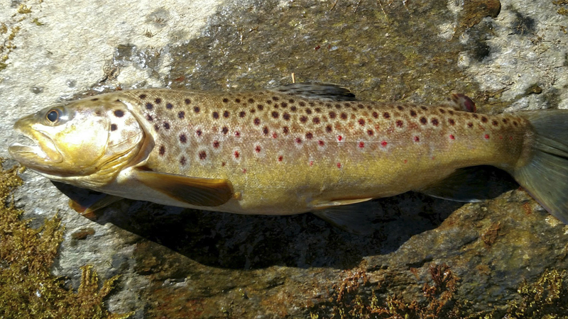 trout