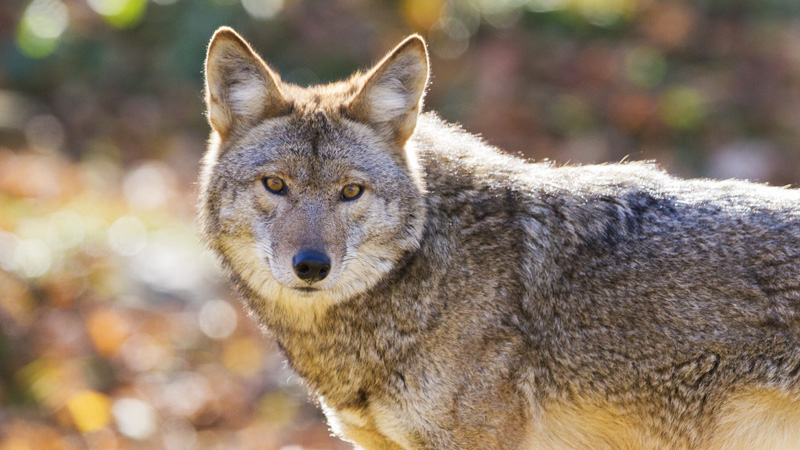 coyotes