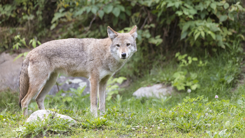 coyotes