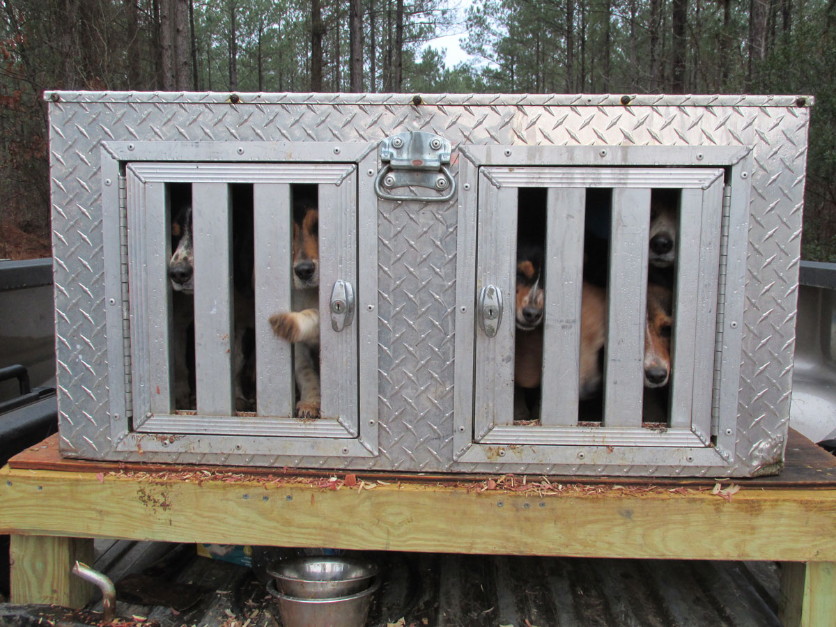 Image showcasing Training collars can tone down disobedient beagles