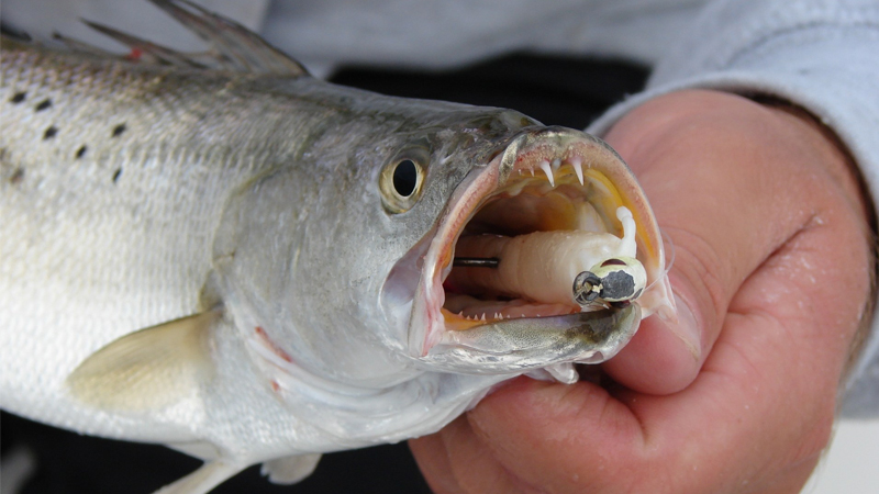 cold water fishing