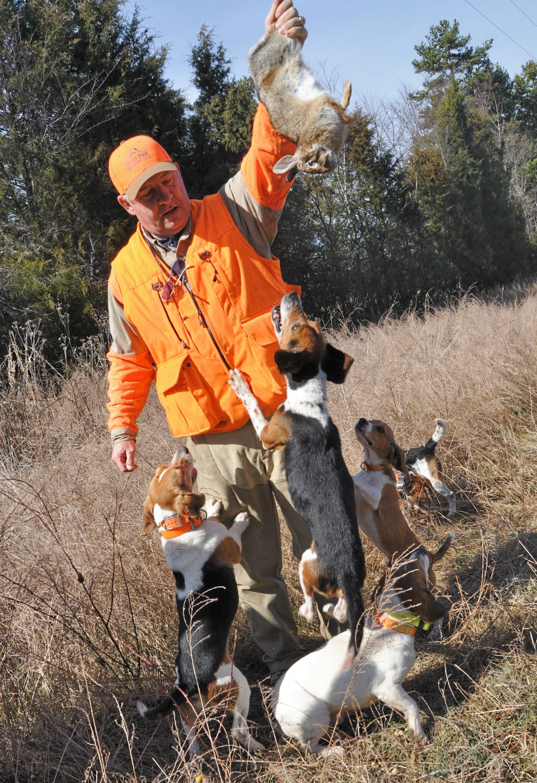 With deer season in the rear-view mirror, it's time to bust bunnies with  beagles in North Carolina
