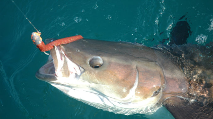 Cobia will hit bait or lures