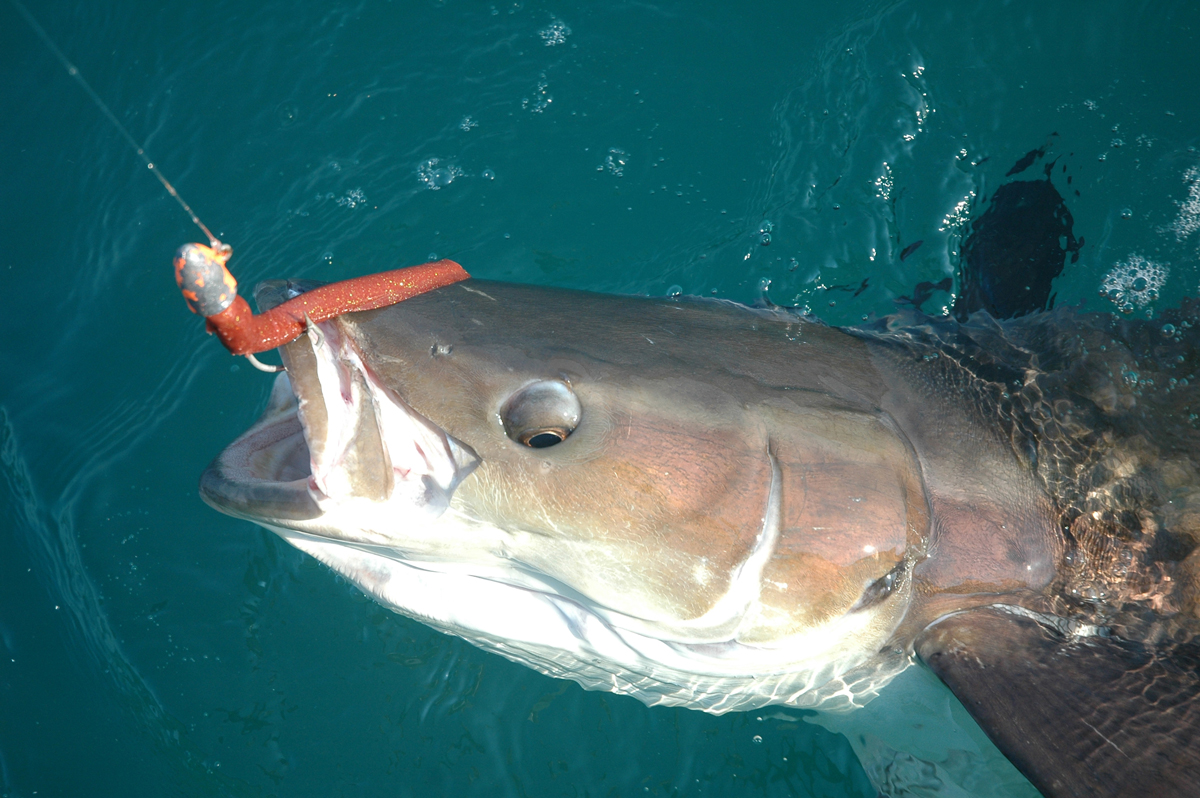 Cobia will hit bait or lures