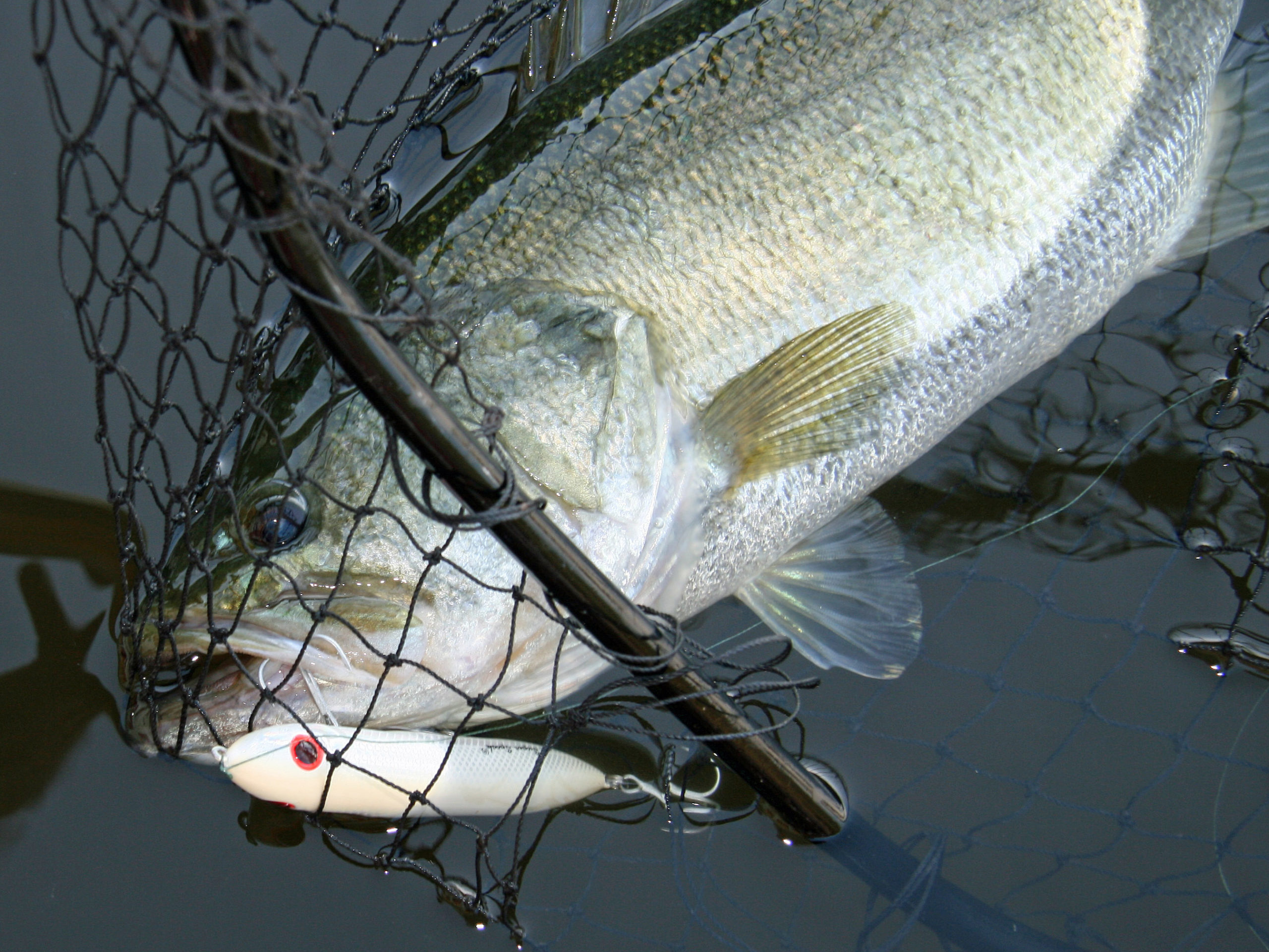 Sample Kerr Lake's postspawn topwater bite in late May Sample Kerr Lake's postspawn topwater bite in late May