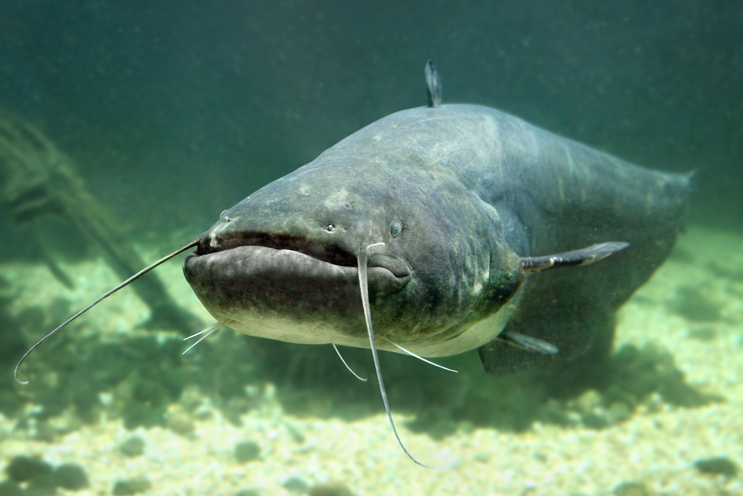 Lake Gaston catfish video shows mysterious behavior