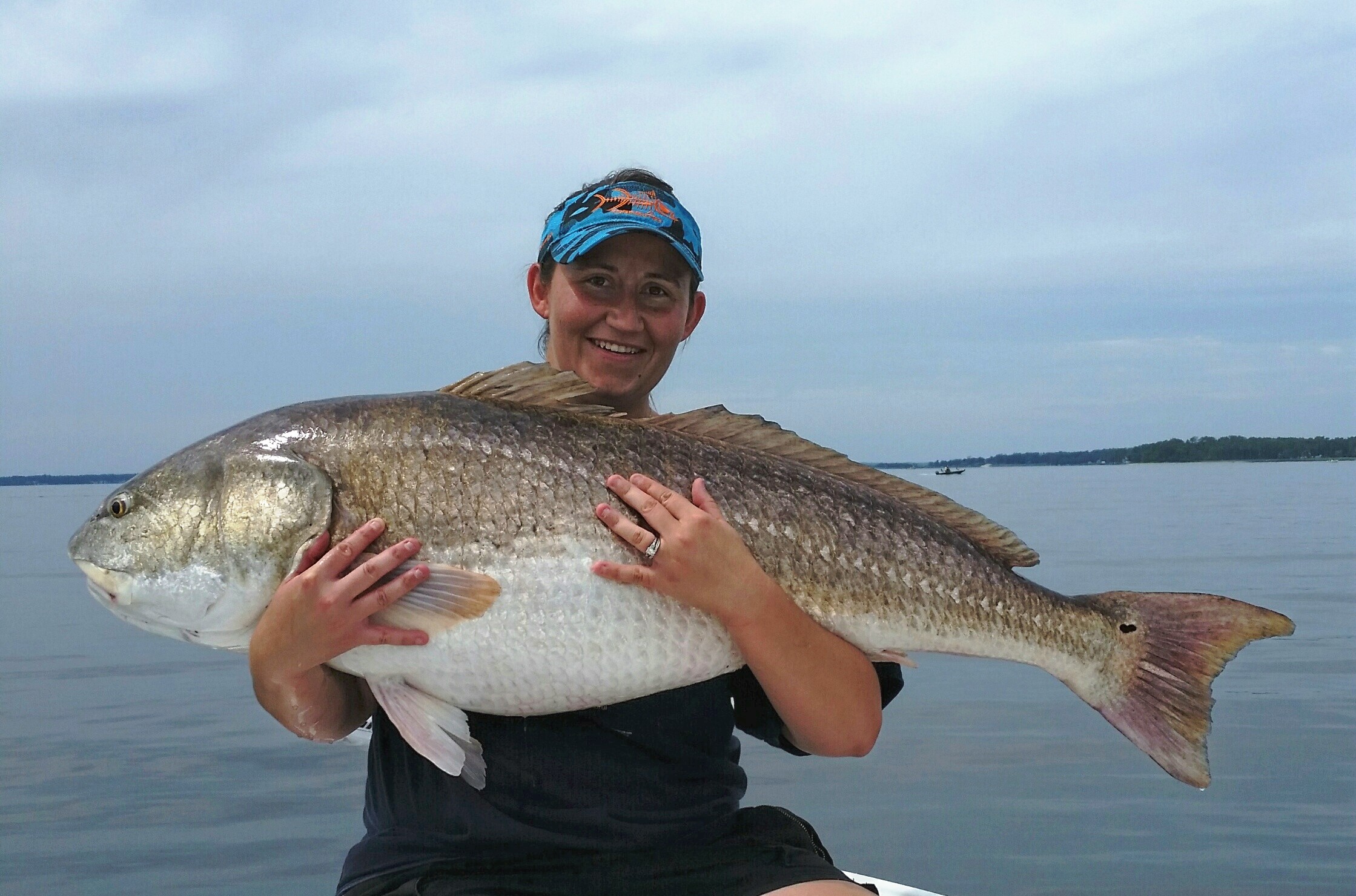 Old bull red drum beginning to act young