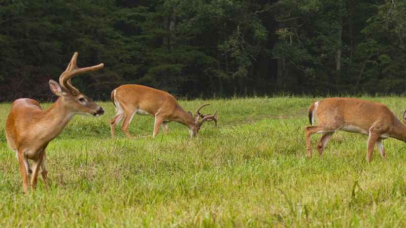 deer
