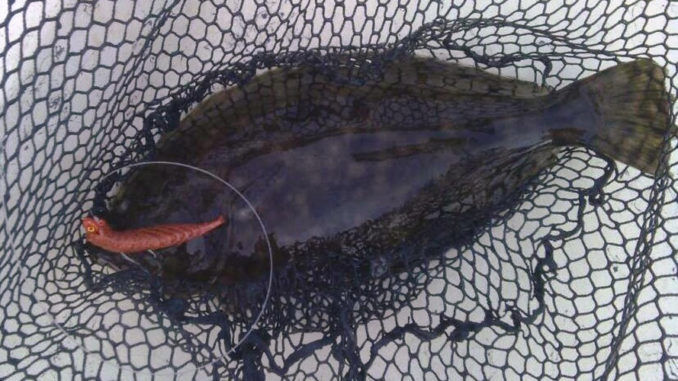 How long should you wait before setting the hook on a flounder?
