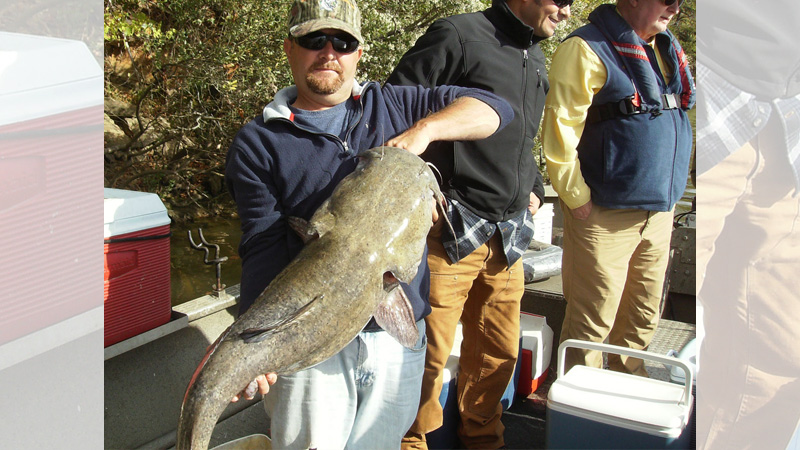 flathead