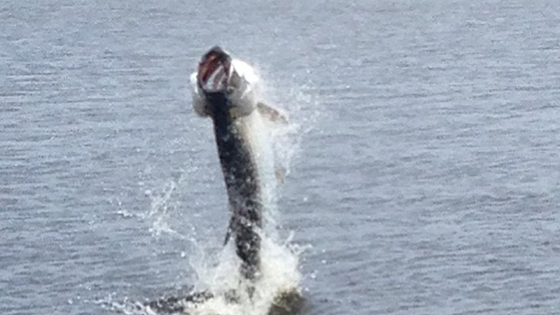 tarpon