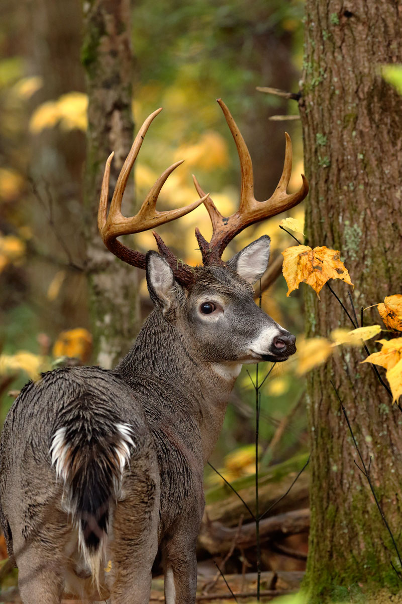 Biologist Predicts Good Deer Season For South Carolina Hunters In 2016