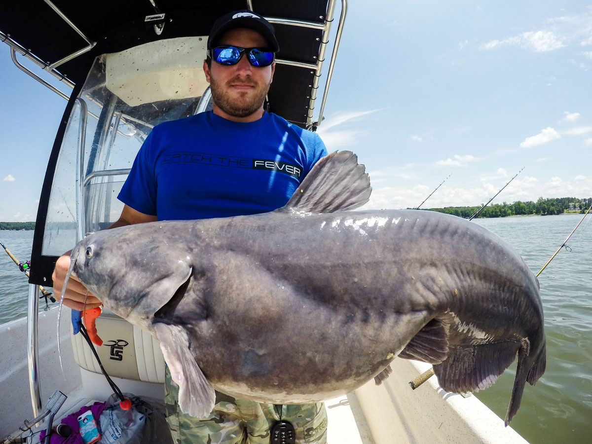 Catfish might be bottom-dwellers, but at Lake Gaston, you might