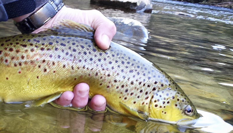 Chattooga