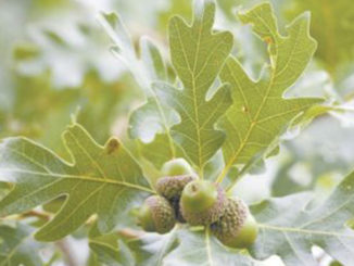 acorns