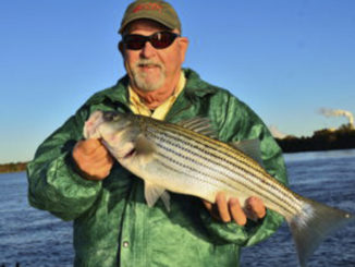 stripers