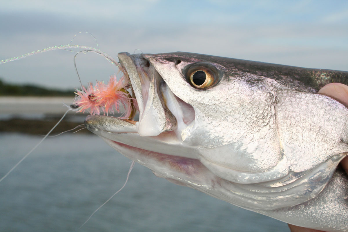 st croix mojo bass fishing rod St. Fly Color:TATUEL3000D-CXH (6.2:1) Lures | Baits | Scents|Skirts Fish these rods on Fishing Gear Jeep Tj