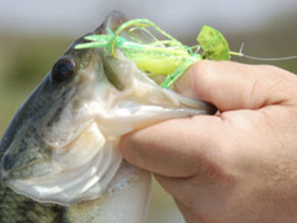 bass