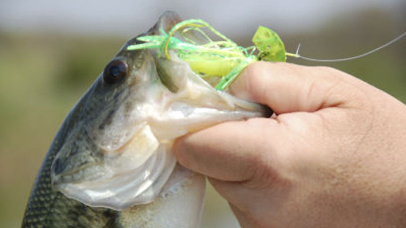 bass