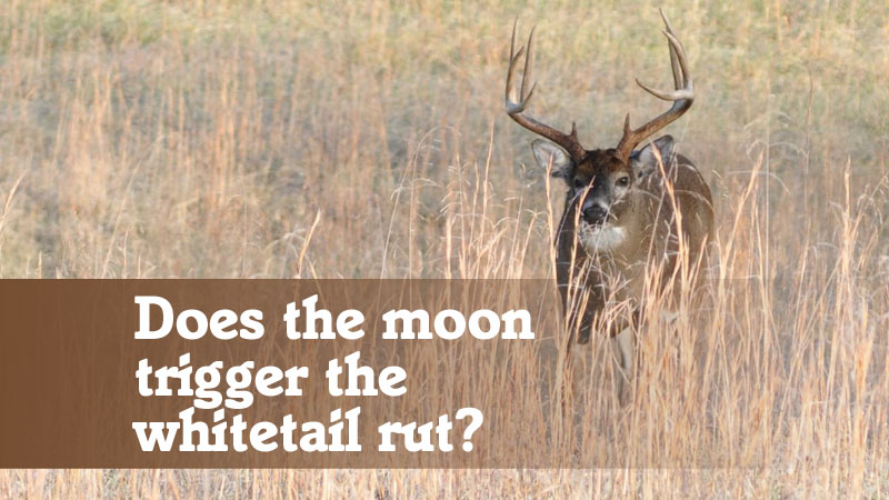 Does the moon trigger the whitetail rut?