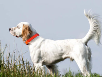 quail dog