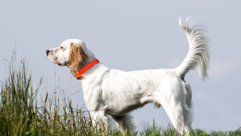 quail dog