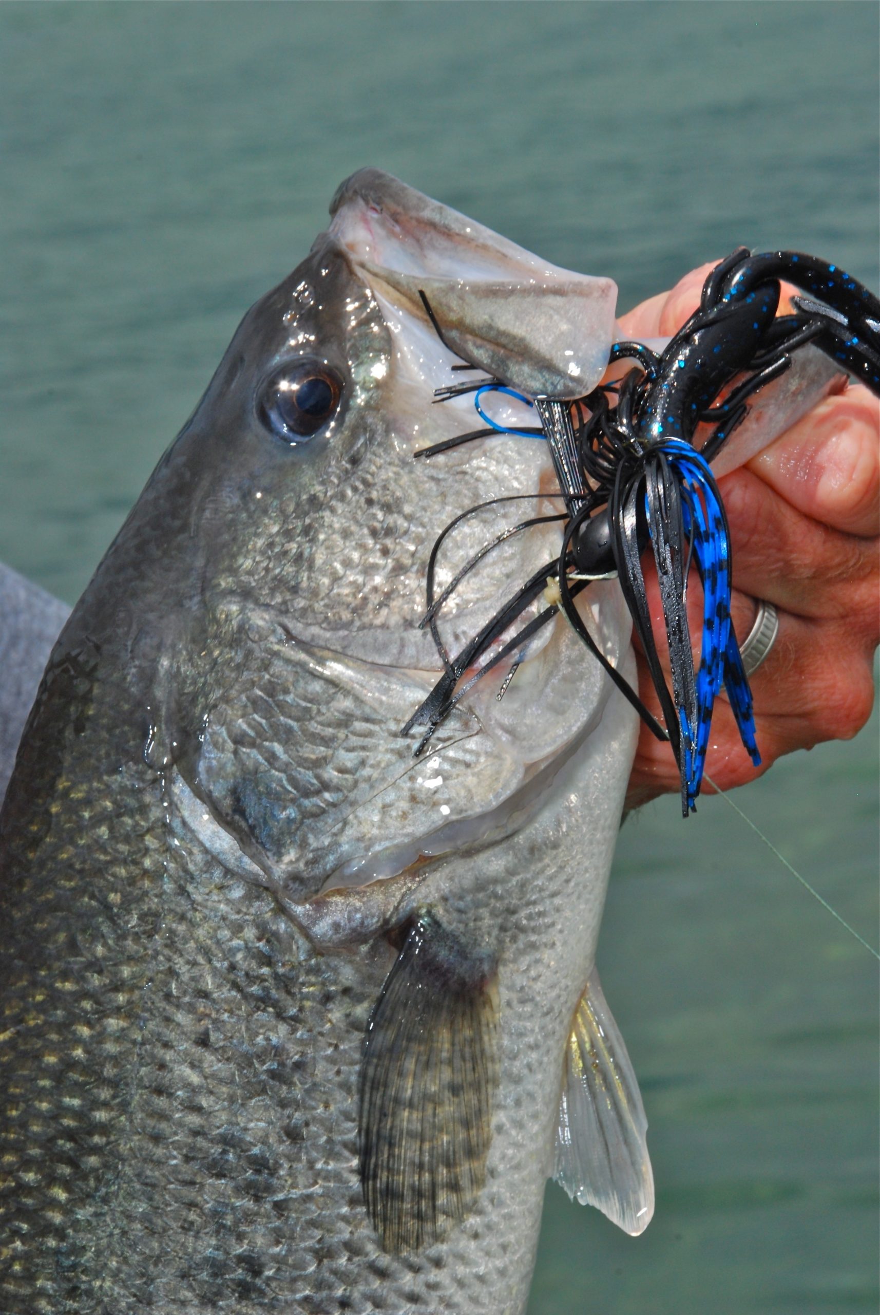 best bass lures for lake wylie Lake Wylie bass are active in winter