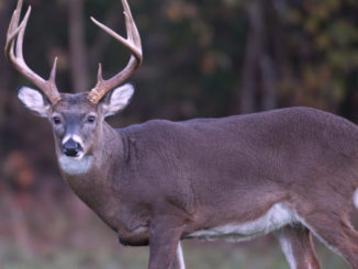 summer deer