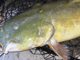 Lake Murray flatheads