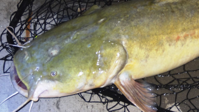 Lake Murray flatheads